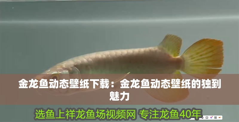 金龍魚動態(tài)壁紙下載：金龍魚動態(tài)壁紙的獨到魅力