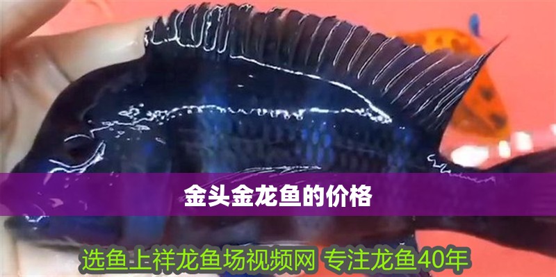 金頭金龍魚的價(jià)格