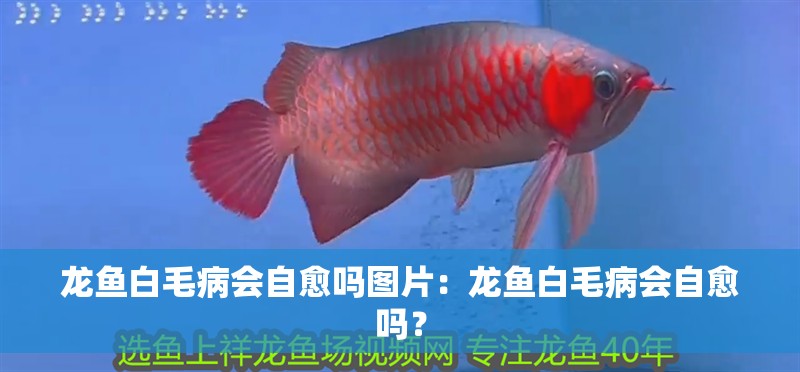 龍魚白毛病會自愈嗎圖片：龍魚白毛病會自愈嗎？