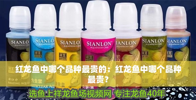 紅龍魚中哪個(gè)品種最貴的：紅龍魚中哪個(gè)品種最貴？