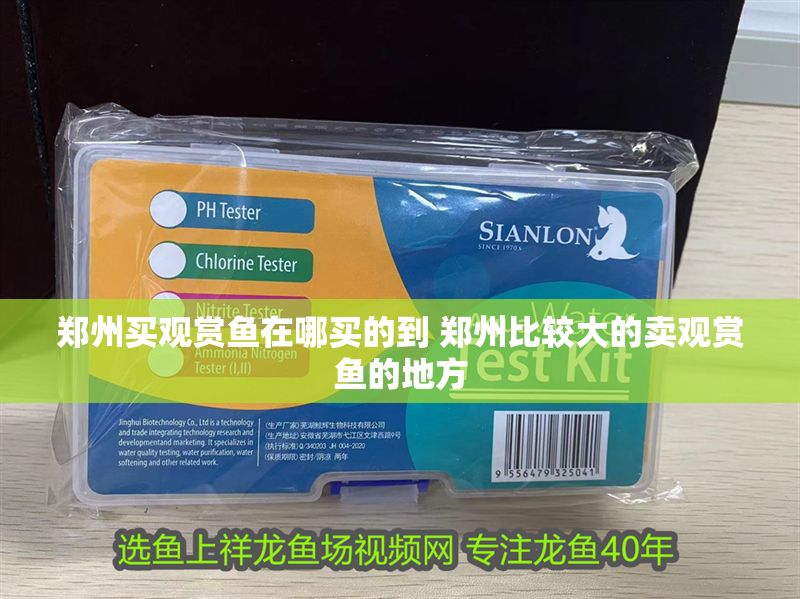 鄭州買觀賞魚在哪買的到 鄭州比較大的賣觀賞魚的地方