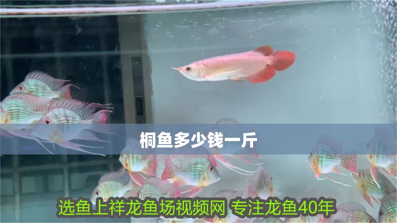 桐魚多少錢一斤
