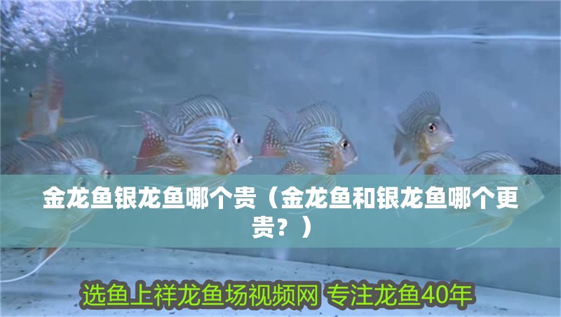 金龍魚銀龍魚哪個貴（金龍魚和銀龍魚哪個更貴？）