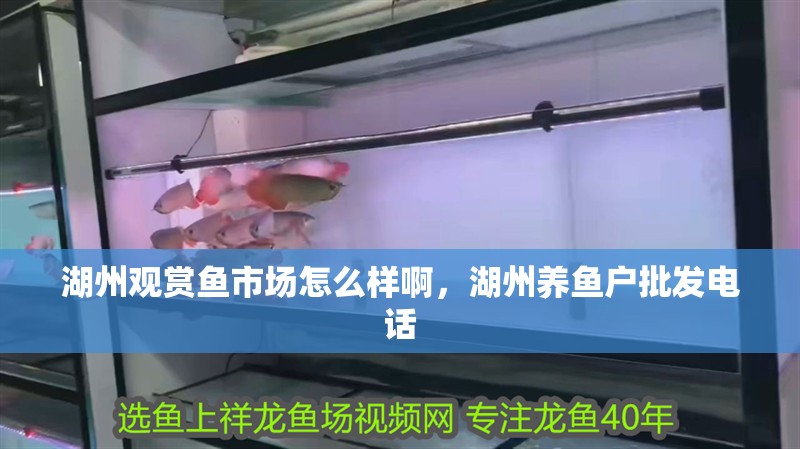 湖州觀賞魚市場怎么樣啊，湖州養魚戶批發電話