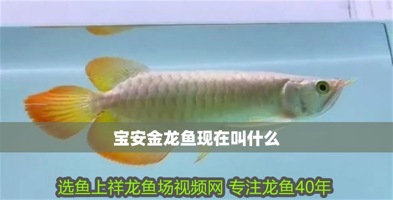 寶安金龍魚現在叫什么 寶安金龍魚現在叫什么 觀賞魚百科