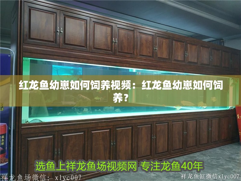 紅龍魚幼崽如何飼養視頻：紅龍魚幼崽如何飼養？