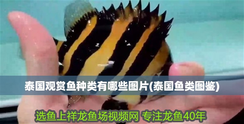 泰國觀賞魚種類有哪些圖片(泰國魚類圖鑒)