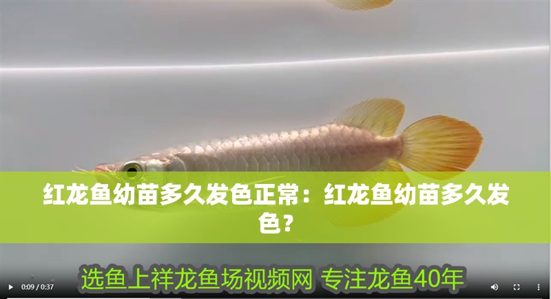 紅龍魚幼苗多久發色正常：紅龍魚幼苗多久發色？