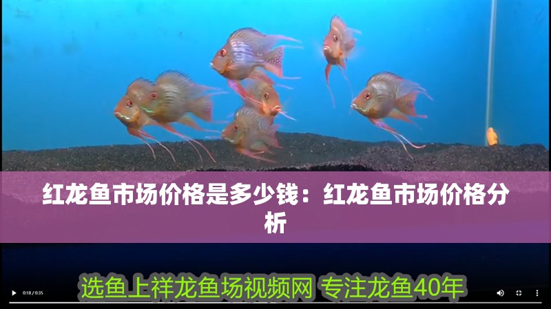 龍魚干蝦有營養嗎 紅龍魚市場價格是多少錢:紅龍魚市場價格分析 水族問答 紅龍魚市場價格是多少錢:紅龍魚市場價格分析 紅龍魚市場價格是多少錢:紅龍魚市場價格分析 水族問答