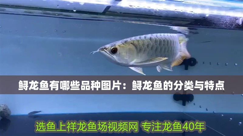 鱘龍魚有哪些品種圖片：鱘龍魚的分類與特點