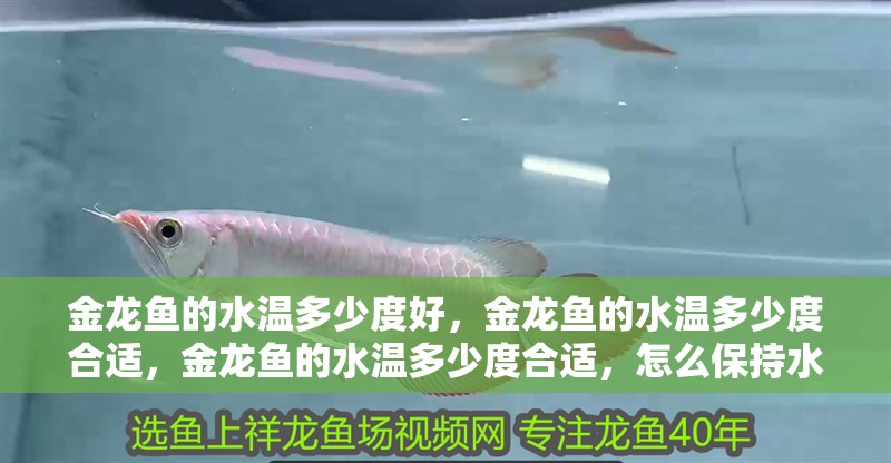 金龍魚的水溫多少度好，金龍魚的水溫多少度合適，金龍魚的水溫多少度合適，怎么保持水溫合適