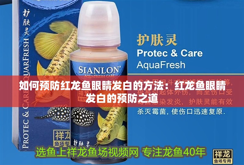 如何預防紅龍魚眼睛發白的方法：紅龍魚眼睛發白的預防之道