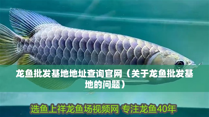 龍魚批發基地地址查詢官網（關于龍魚批發基地的問題）