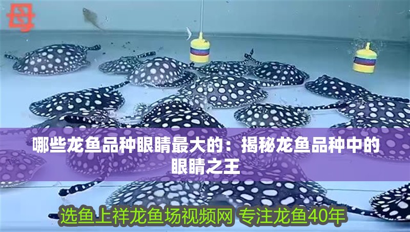 哪些龍魚品種眼睛最大的：揭秘龍魚品種中的眼睛之王