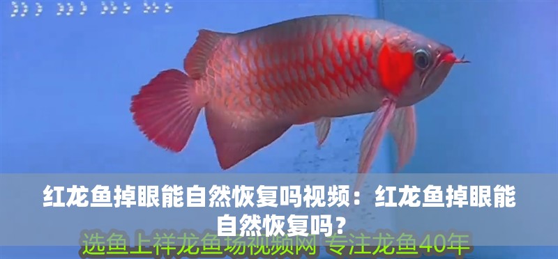 紅龍魚掉眼能自然恢復嗎視頻：紅龍魚掉眼能自然恢復嗎？