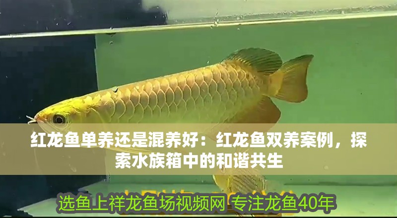 紅龍魚單養還是混養好：紅龍魚雙養案例，探索水族箱中的和諧共生
