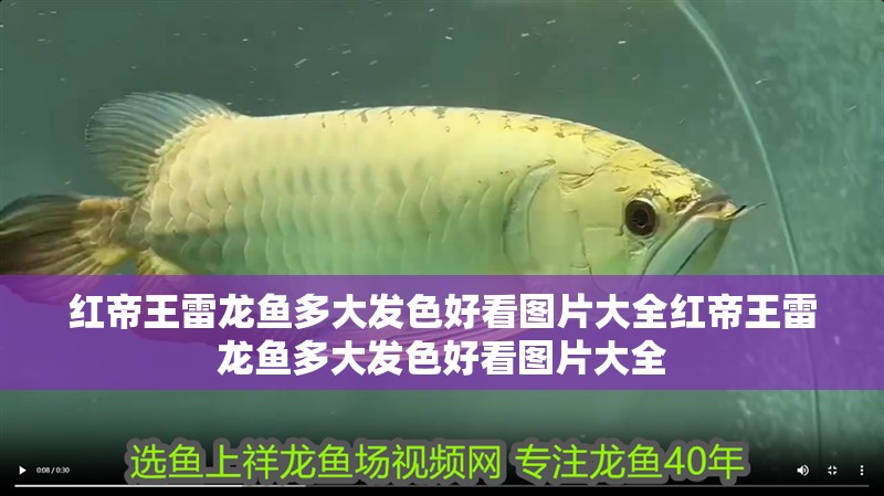 紅帝王雷龍魚多大發色好看圖片大全紅帝王雷龍魚多大發色好看圖片大全 紅帝王雷龍魚多大發色好看圖片大全紅帝王雷龍魚多大發色好看圖片大全 觀賞魚百科