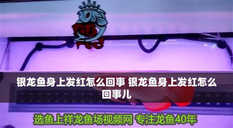 銀龍魚身上發紅怎么回事 銀龍魚身上發紅怎么回事兒