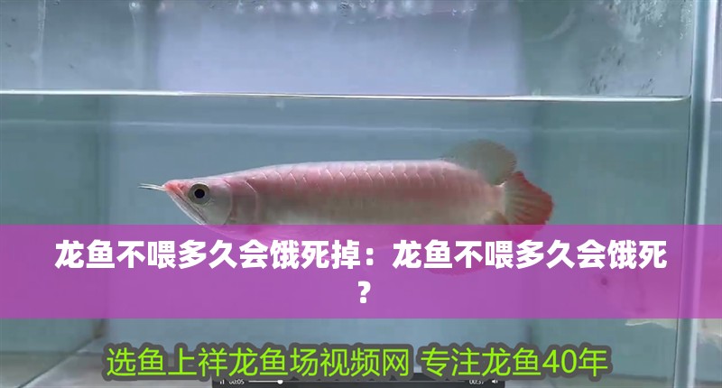 龍魚不喂多久會餓死掉：龍魚不喂多久會餓死？