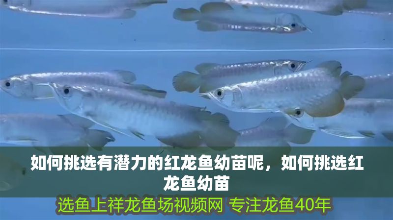 如何挑選有潛力的紅龍魚幼苗呢，如何挑選紅龍魚幼苗
