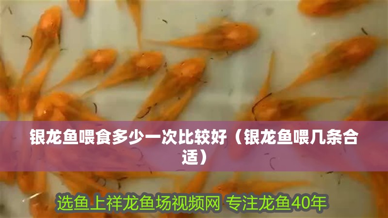 銀龍魚喂食多少一次比較好（銀龍魚喂幾條合適）