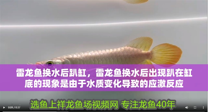 雷龍魚換水后趴缸，雷龍魚換水后出現(xiàn)趴在缸底的現(xiàn)象是由于水質變化導致的應激反應 雷龍魚換水后趴缸，雷龍魚換水后出現(xiàn)趴在缸底的現(xiàn)象是由于水質變化導致的應激反應 觀賞魚百科