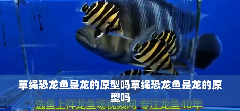 草繩恐龍魚是龍的原型嗎草繩恐龍魚是龍的原型嗎