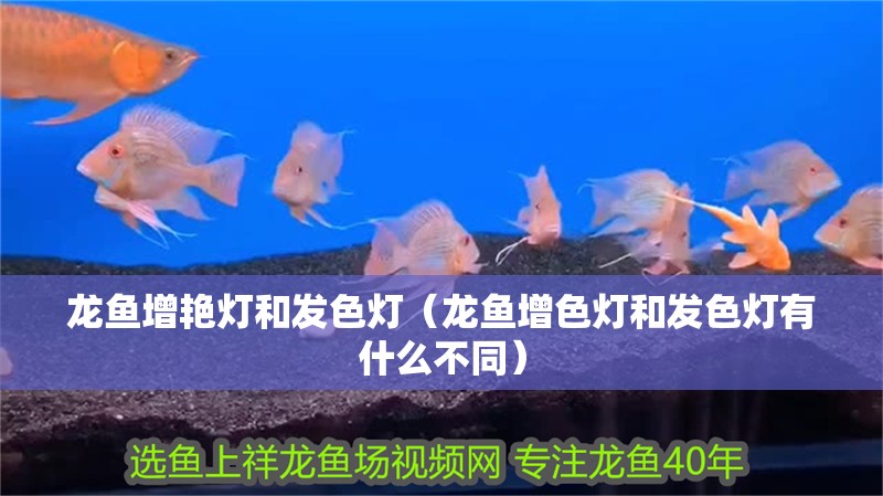 龍魚干蝦有營養(yǎng)嗎 龍魚增艷燈和發(fā)色燈(龍魚增色燈和發(fā)色燈有什么不同) 觀賞魚百科 龍魚增艷燈和發(fā)色燈(龍魚增色燈和發(fā)色燈有什么不同) 龍魚增艷燈和發(fā)色燈(龍魚增色燈和發(fā)色燈有什么不同) 觀賞魚百科