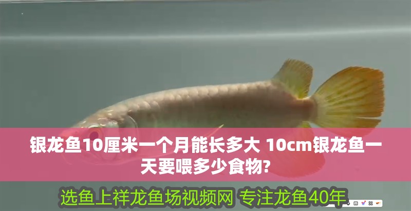 銀龍魚10厘米一個月能長多大 10cm銀龍魚一天要喂多少食物?