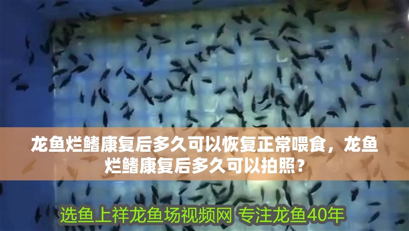 龍魚爛鰭康復后多久可以恢復正常喂食，龍魚爛鰭康復后多久可以拍照？ 龍魚爛鰭康復后多久可以恢復正常喂食，龍魚爛鰭康復后多久可以拍照？ 龍魚百科