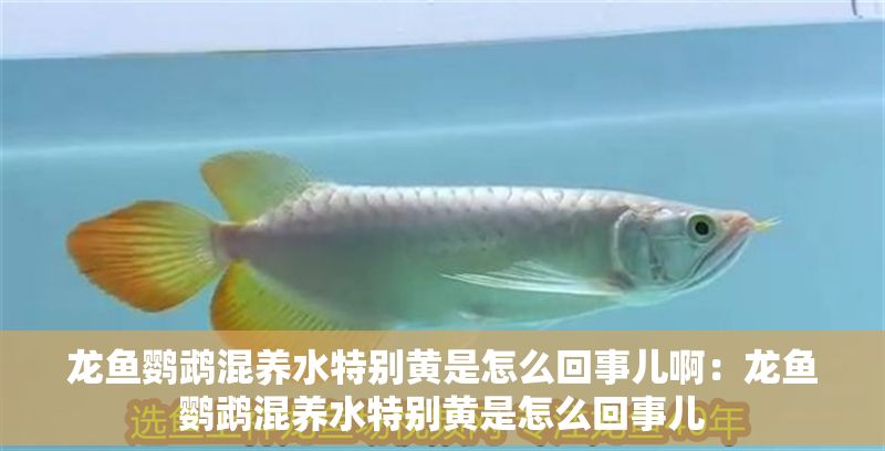 龍魚鸚鵡混養水特別黃是怎么回事兒啊：龍魚鸚鵡混養水特別黃是怎么回事兒