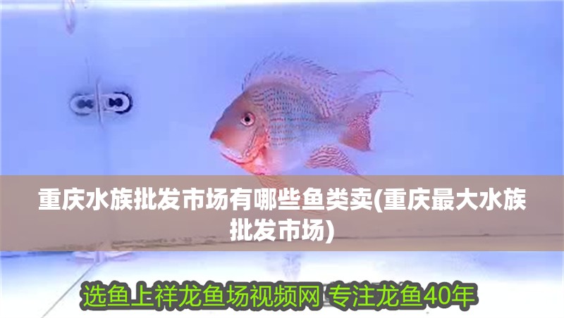 重慶水族批發市場有哪些魚類賣(重慶最大水族批發市場)