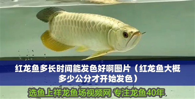 紅龍魚多長時間能發(fā)色好啊圖片（紅龍魚大概多少公分才開始發(fā)色） 紅龍魚多長時間能發(fā)色好啊圖片（紅龍魚大概多少公分才開始發(fā)色） 觀賞魚百科