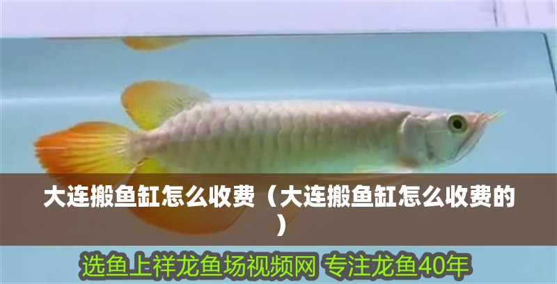 大連搬魚缸怎么收費(fèi)（大連搬魚缸怎么收費(fèi)的）