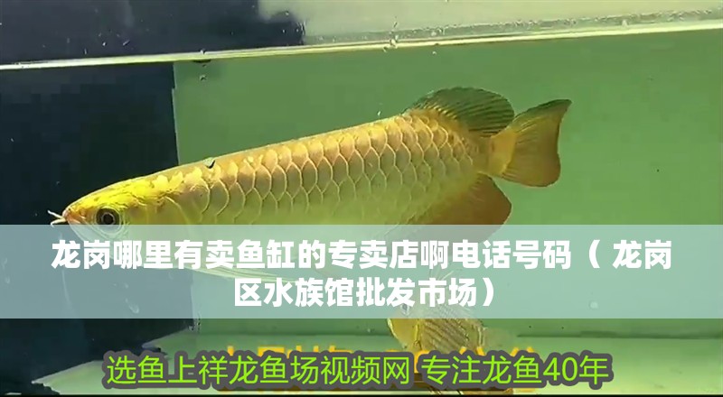 龍崗哪里有賣魚缸的專賣店啊電話號碼（ 龍崗區(qū)水族館批發(fā)市場）