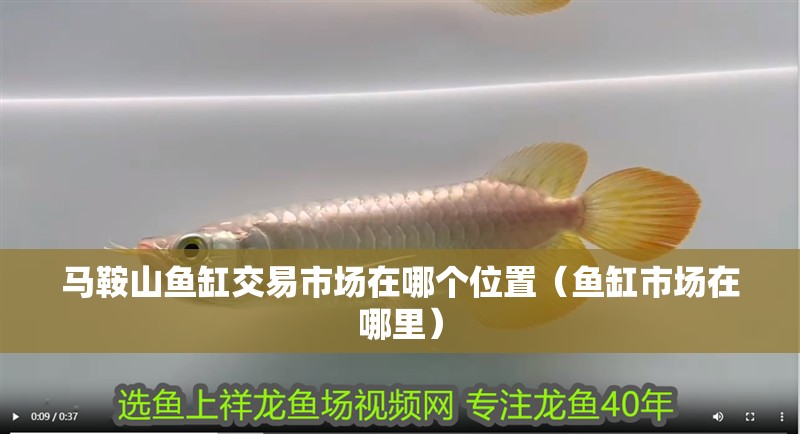 馬鞍山魚缸交易市場在哪個位置（魚缸市場在哪里）