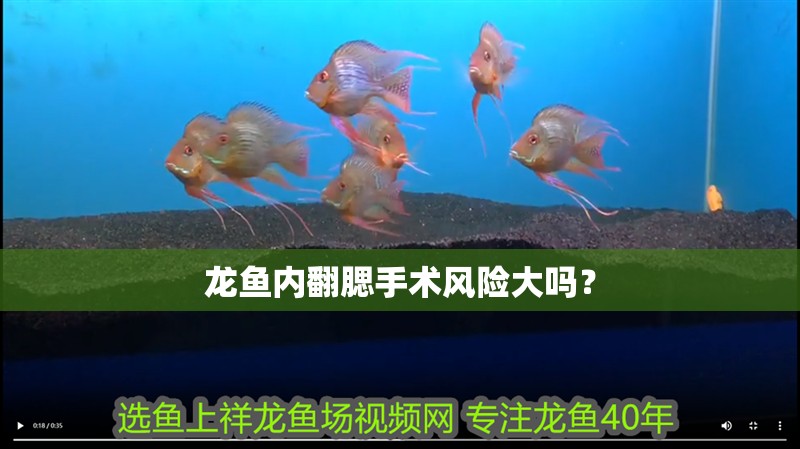 龍魚(yú)干蝦有營(yíng)養(yǎng)嗎 龍魚(yú)內(nèi)翻腮手術(shù)風(fēng)險(xiǎn)大嗎? 龍魚(yú)百科 龍魚(yú)內(nèi)翻腮手術(shù)風(fēng)險(xiǎn)大嗎? 龍魚(yú)內(nèi)翻腮手術(shù)風(fēng)險(xiǎn)大嗎? 龍魚(yú)百科