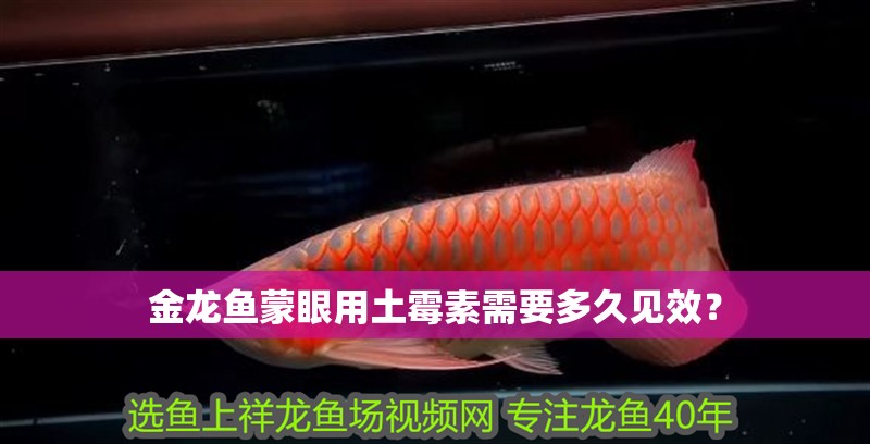 金龍魚蒙眼用土霉素需要多久見效？
