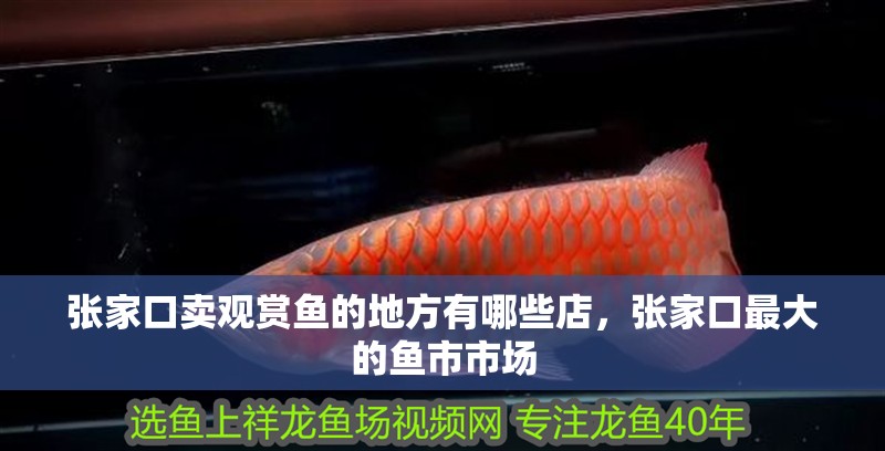 張家口賣觀賞魚的地方有哪些店，張家口最大的魚市市場