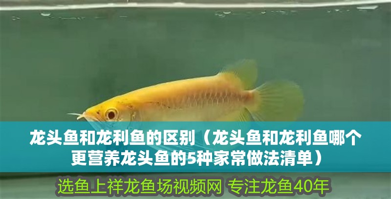 龍頭魚和龍利魚的區(qū)別（龍頭魚和龍利魚哪個(gè)更營養(yǎng)龍頭魚的5種家常做法清單）
