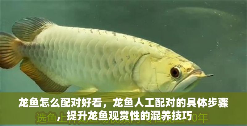 龍魚怎么配對好看，龍魚人工配對的具體步驟，提升龍魚觀賞性的混養技巧