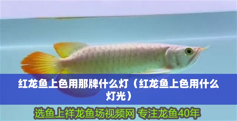 紅龍魚上色用那牌什么燈（紅龍魚上色用什么燈光）