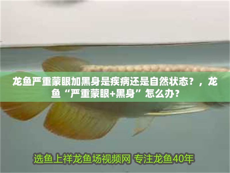 龍魚嚴重蒙眼加黑身是疾病還是自然狀態(tài)？，龍魚“嚴重蒙眼+黑身”怎么辦？ 龍魚嚴重蒙眼加黑身是疾病還是自然狀態(tài)？，龍魚“嚴重蒙眼+黑身”怎么辦？ 龍魚百科