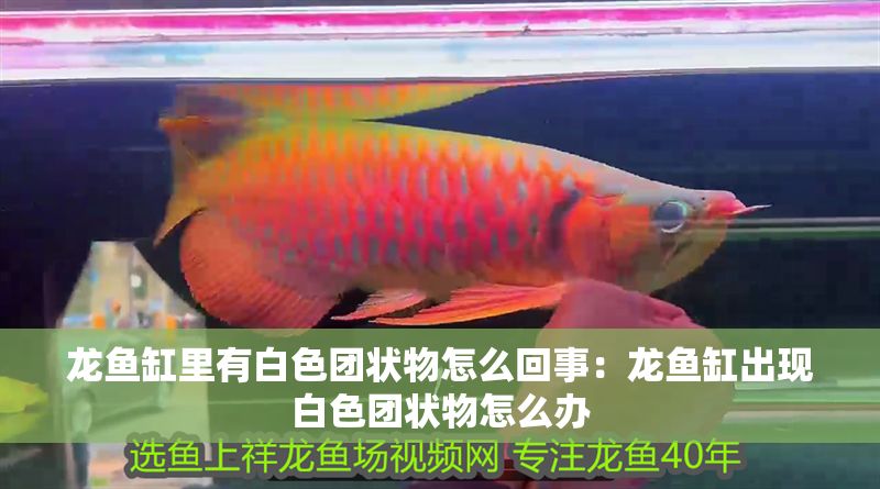 龍魚缸里有白色團狀物怎么回事：龍魚缸出現白色團狀物怎么辦