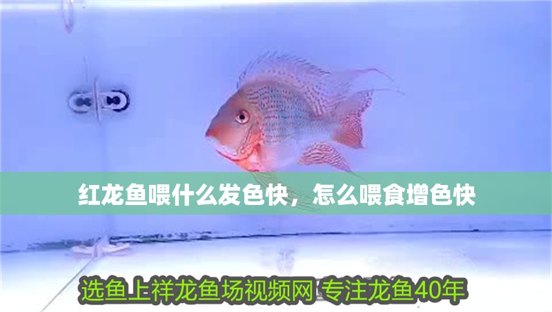 紅龍魚喂什么發色快，怎么喂食增色快