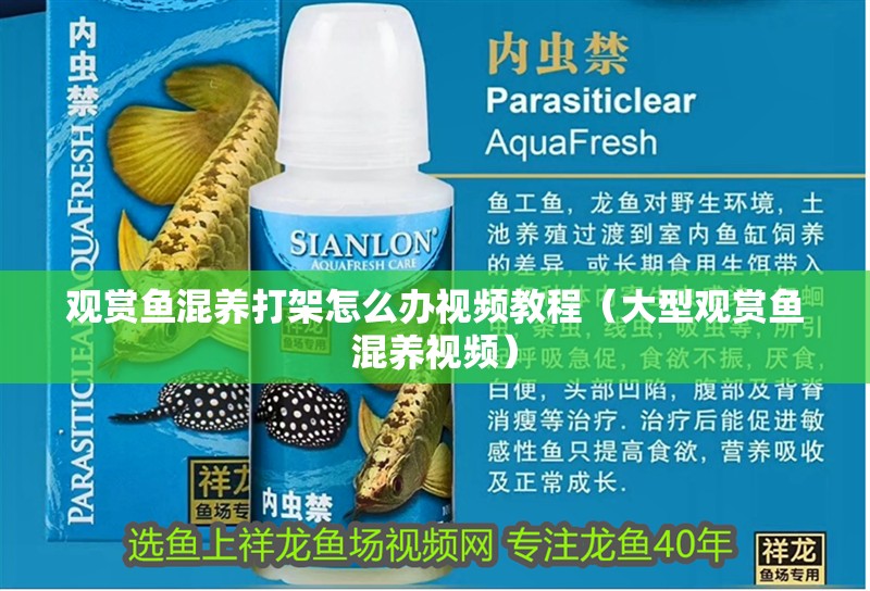 觀賞魚混養打架怎么辦視頻教程（大型觀賞魚混養視頻）