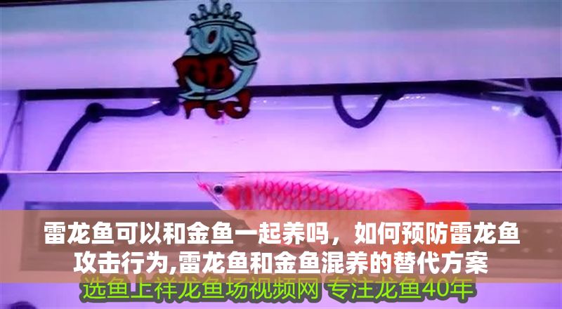 雷龍魚可以和金魚一起養嗎，如何預防雷龍魚攻擊行為,雷龍魚和金魚混養的替代方案