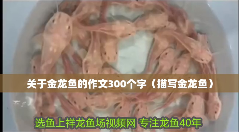 關(guān)于金龍魚的作文300個(gè)字（描寫金龍魚）