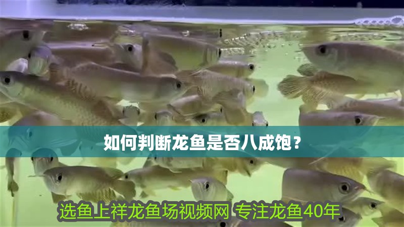 如何判斷龍魚是否八成飽？