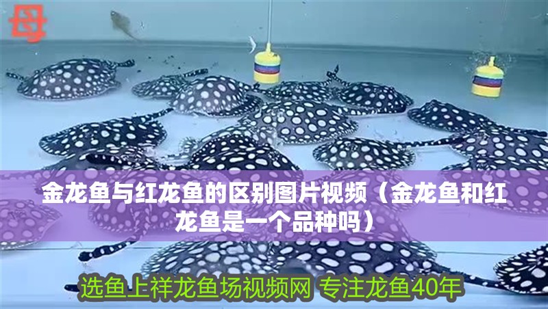 金龍魚與紅龍魚的區(qū)別圖片視頻（金龍魚和紅龍魚是一個品種嗎）